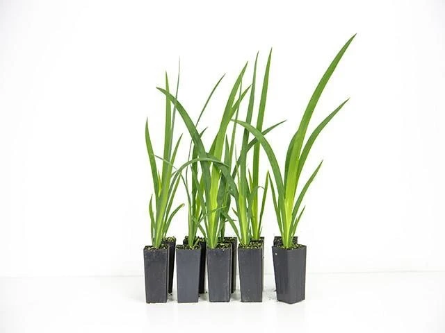 Shrubs Dutch Iris Full Sun 3 Shrubs Dutch Iris Full Sun