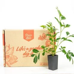 Hedge Hedging Plants Radermachera