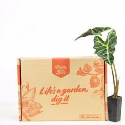 Indoor Garden Alocasias Alocasia Lowii 'Polly Amazonica'