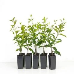 Hedge Acmena Smithii