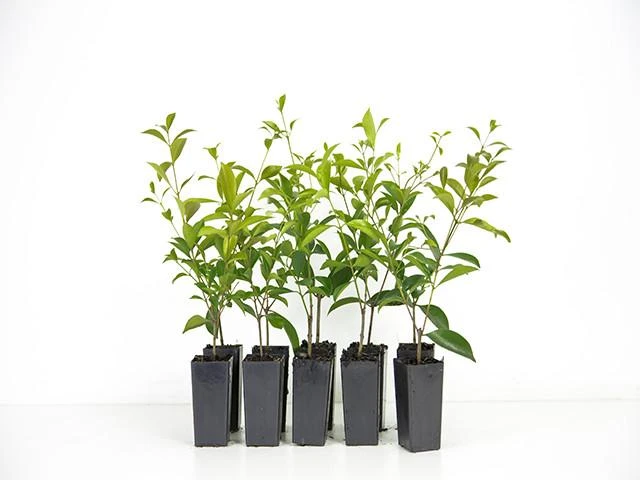 Hedge Acmena Smithii 3 Hedge Acmena Smithii