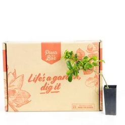 Syzygium 'Aussie Compact' Lilly Pilly Medium Hedge Pack Hedging Plants