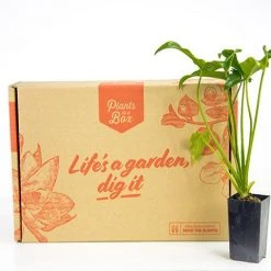 Indoor Garden Philodendron Hope