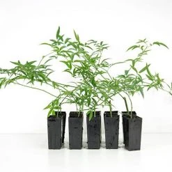 Shrubs Full Sun Rosa Banksiae Alba