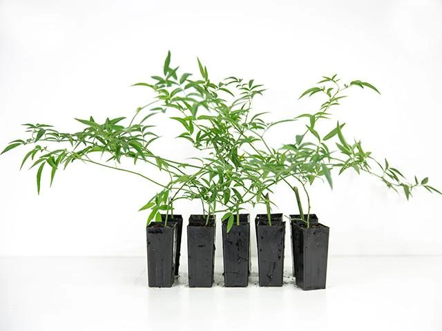 Shrubs Full Sun Rosa Banksiae Alba 3 Shrubs Full Sun Rosa Banksiae Alba