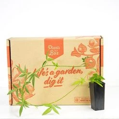 Shrubs Full Sun Rosa Banksiae Lutea