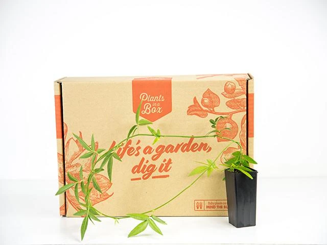 Shrubs Full Sun Rosa Banksiae Alba 5 Shrubs Full Sun Rosa Banksiae Alba