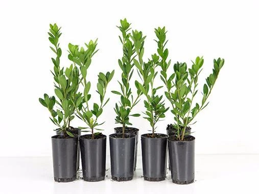 Shrubs Azalea Indica 'Mrs Kint White' 3 Shrubs Azalea Indica 'Mrs Kint White'