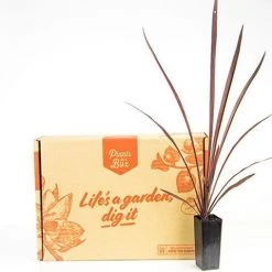 Shrubs Cordyline Terminalis 'Red Sensation' Full Sun 13 Shrubs Cordyline Terminalis 'Red Sensation' Full Sun