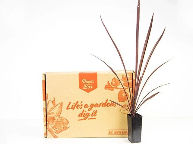 Shrubs Cordyline Terminalis 'Red Sensation' Full Sun 7 Shrubs Cordyline Terminalis 'Red Sensation' Full Sun