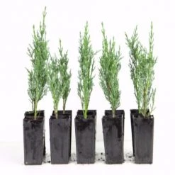 Hedge Cupressus Sempervirens 'Nitschke’s Needle'