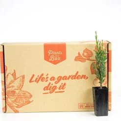 Hedge Cupressus Sempervirens 'Nitschke’s Needle'