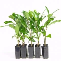 Hedge Viburnum Odoratissimum Emerald Jewel