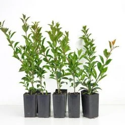 Hedge Shrubs Syzygium Australe 'Bush Christmas'