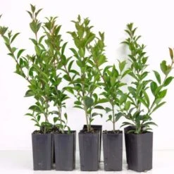 Hedge Syzygium Elegance Lilly Pilly