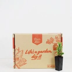 Shrubs Juniperus Procumbens Nana 7 Shrubs Juniperus Procumbens Nana