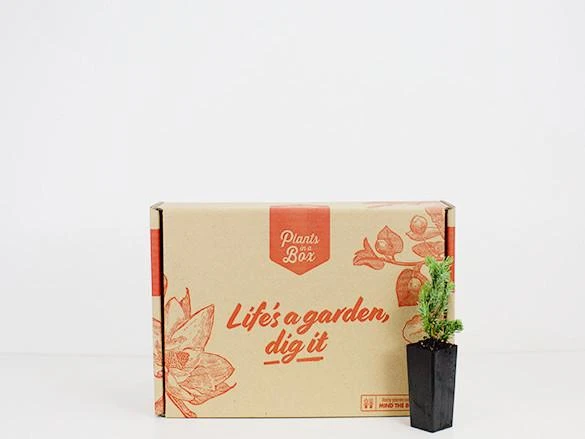 Shrubs Juniperus Procumbens Nana 5 Shrubs Juniperus Procumbens Nana