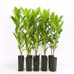 Shrubs Croton Speckled 'Gold Dust'