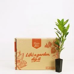 Shrubs Croton Speckled 'Gold Dust'