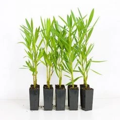 Hedge Shrubs Nerium Oleander "Madonna"