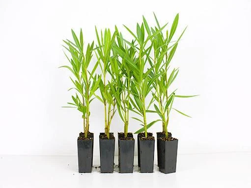 Hedge Shrubs Nerium Oleander "Madonna" 3 Hedge Shrubs Nerium Oleander "Madonna"