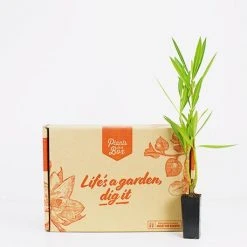 Hedge Shrubs Nerium Oleander "Madonna" 9 Hedge Shrubs Nerium Oleander