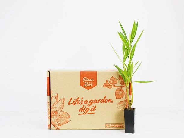 Hedge Shrubs Nerium Oleander "Madonna" 6 Hedge Shrubs Nerium Oleander "Madonna"