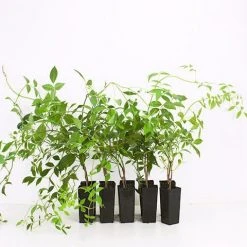 Shrubs Full Sun Pandorea Jasminoides Alba