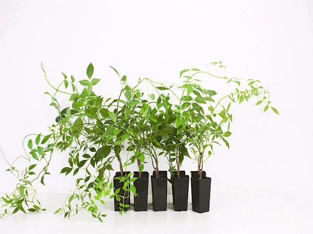 Shrubs Full Sun Pandorea Jasminoides Alba 3 Shrubs Full Sun Pandorea Jasminoides Alba