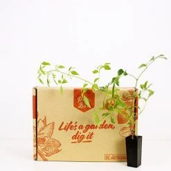 Shrubs Full Sun Pandorea Jasminoides Alba 11 Shrubs Full Sun Pandorea Jasminoides Alba