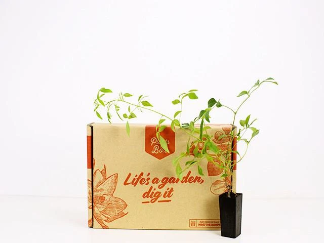 Shrubs Full Sun Pandorea Jasminoides Alba 7 Shrubs Full Sun Pandorea Jasminoides Alba