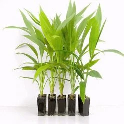 Shrubs Cordyline Petiolaris Full Sun