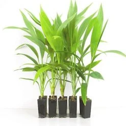 Shrubs Cordyline Congesta