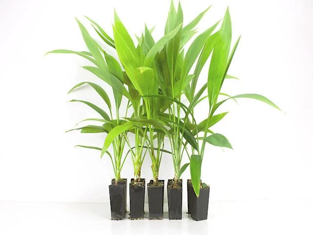 Shrubs Cordyline Congesta 3 Shrubs Cordyline Congesta