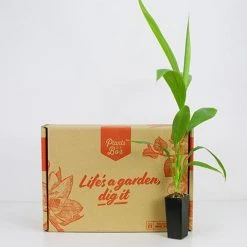 Shrubs Cordyline Petiolaris Full Sun