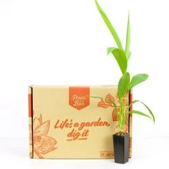 Shrubs Cordyline Congesta 9 Shrubs Cordyline Congesta