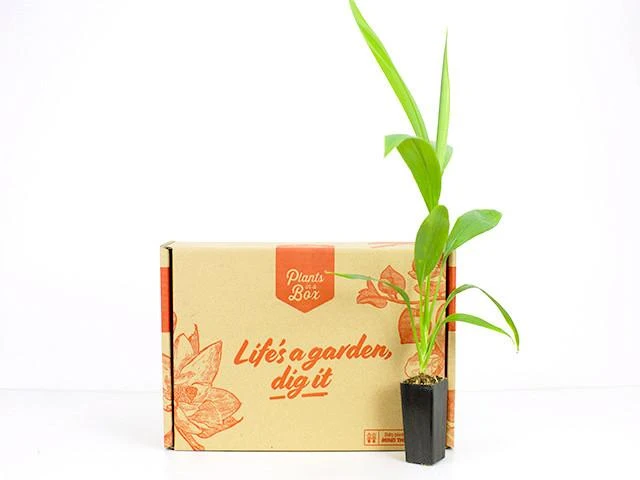 Shrubs Cordyline Congesta 6 Shrubs Cordyline Congesta