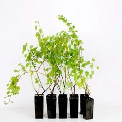 Shrubs Bauhinia Corymbosa