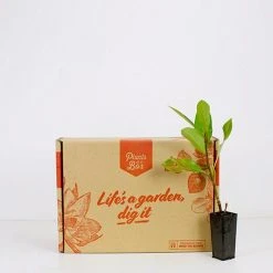 Hedge Viburnum Odoratissimum Emerald Jewel