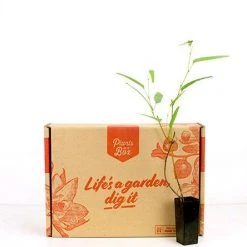 Shrubs Hardenbergia Violacea Full Sun