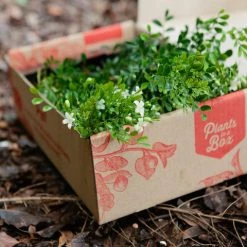 Hedge Murraya Min-a-Min Dwarf Hedging Pack