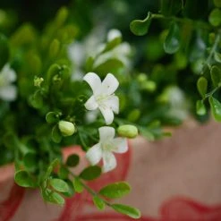 Hedge Murraya Min-a-Min Dwarf Hedging Pack