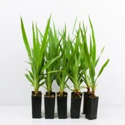 Shrubs Dracaena Draco Dragon Tree Full Sun