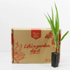 Shrubs Dracaena Draco Dragon Tree Full Sun