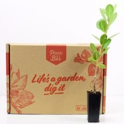 Hedge Ficus Microcarpa Green Island