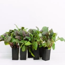 Shrubs Ajuga Reptans