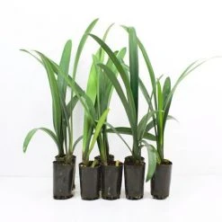 Shrubs Border Plants Clivia Miniata Cream