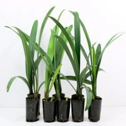 Shrubs Border Plants Clivia Miniata Peach