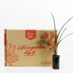 Shrubs Border Plants Clivia Miniata Peach