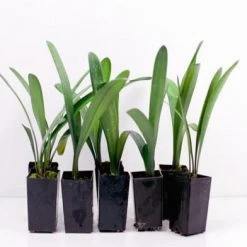 Shrubs Clivia Miniata Belgium Hybrid